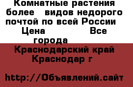 Комнатные растения более200видов недорого почтой по всей России › Цена ­ 100-500 - Все города  »    . Краснодарский край,Краснодар г.